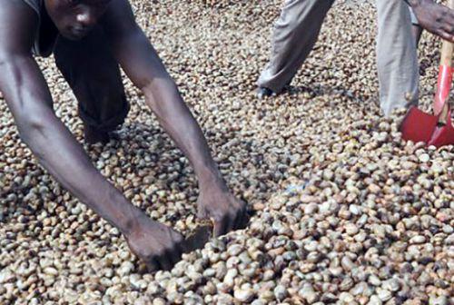 15/02/16 Anacarde: La noix ivoirienne est désormais sur le toit du monde